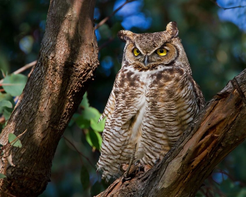 night-owl-camp-out-gulf-coast-bird-observatory