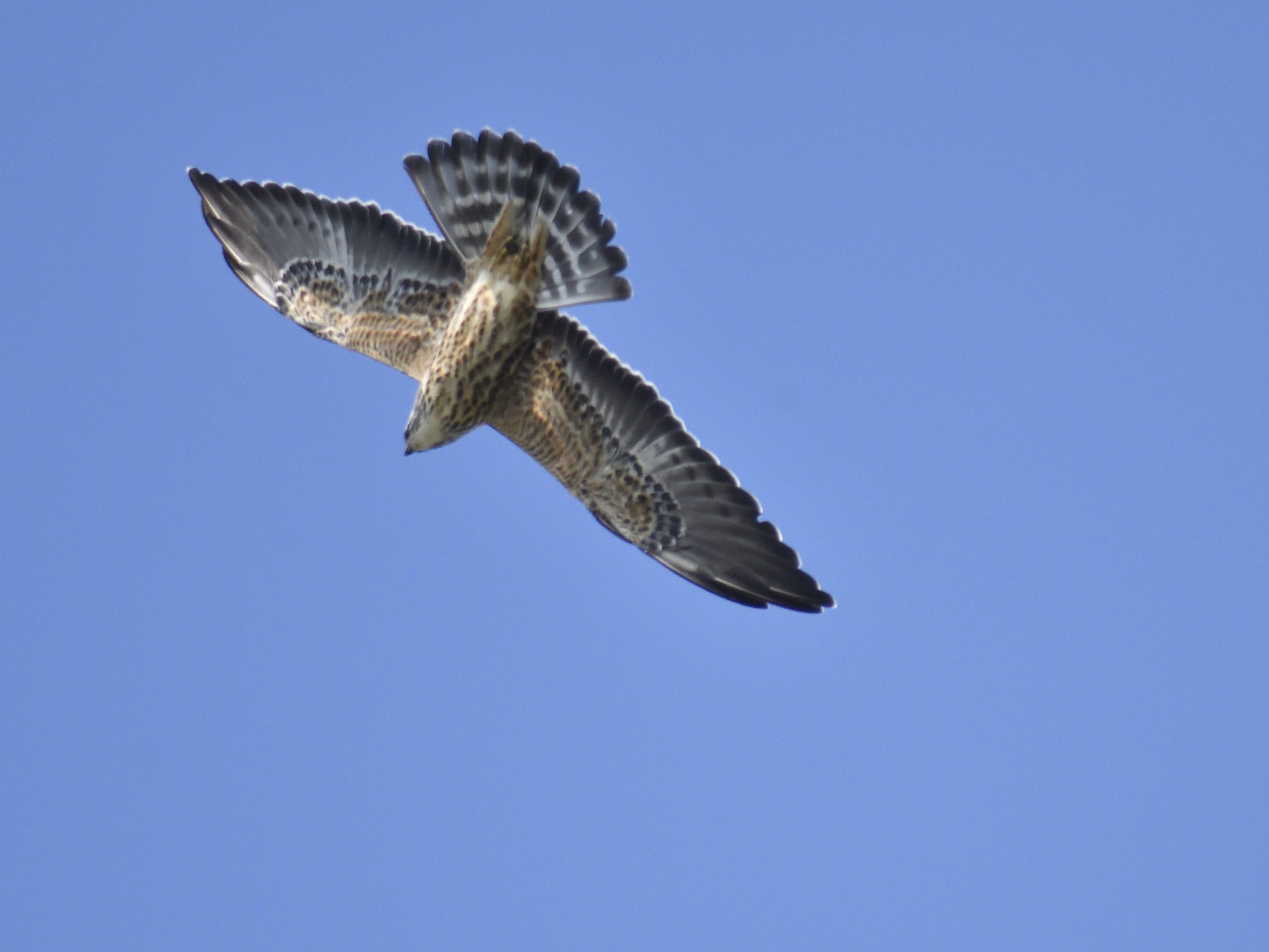 Smith Point Hawk Watch 9/15/20 (1334 raptors) - Gulf Coast Bird Observatory