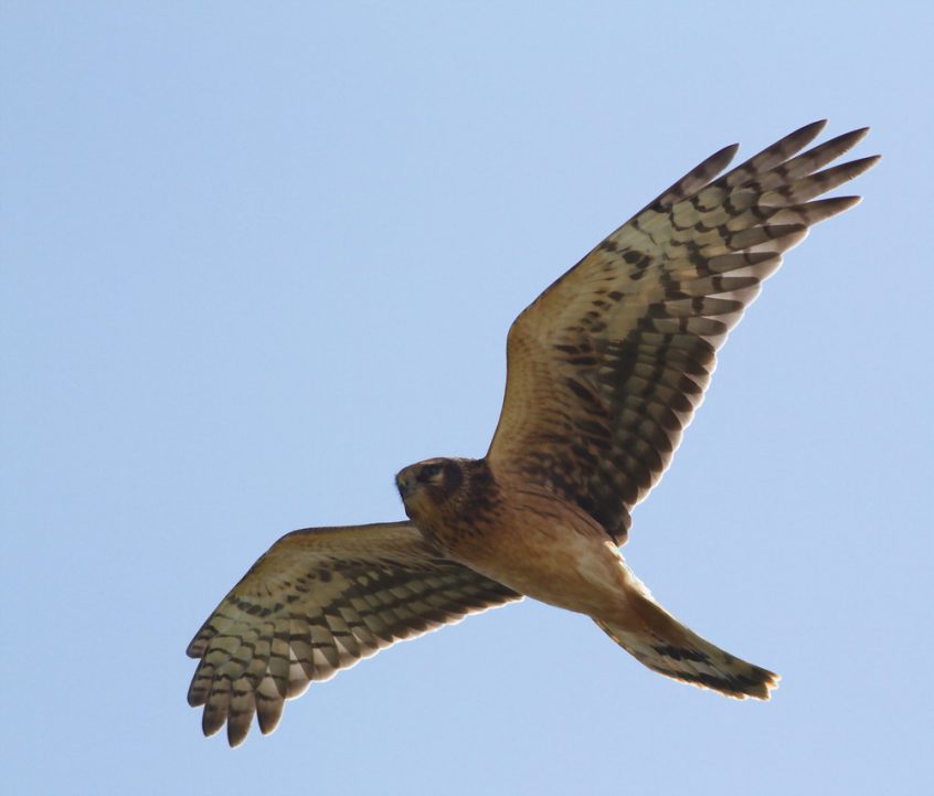 Smith Point Hawk Watch 1 30 20 (421 Raptors) - Gulf Coast Bird Observatory